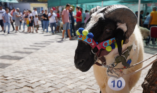 Ovacık'ta festival şenliği
