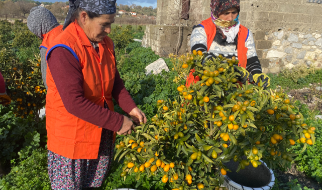“Altın portakal” İzmir’de Üretilmeye Başlandı