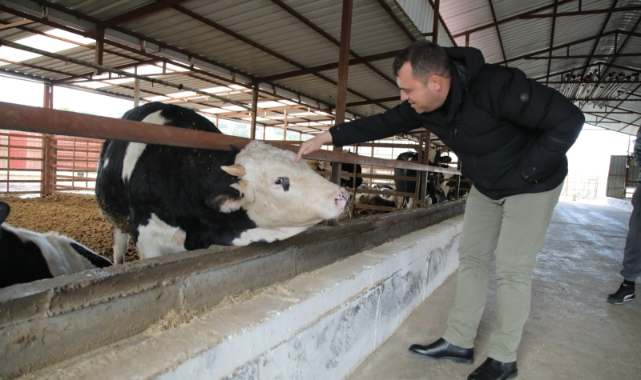 Aydın'dan Seferihisarlı Çiğ Süt Üreticisine Müjde