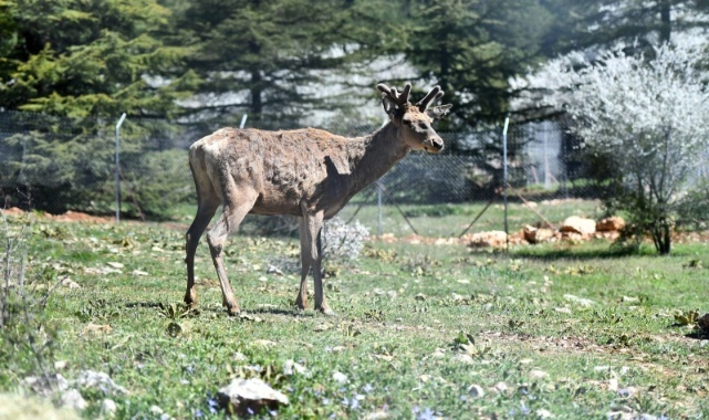 Doğal Yaşam Parkı’ndaki Kızıl Geyiklerin Yeni Yuvası Spil Dağı