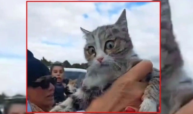 Konya'da tıbbi atık poşetinden kurtarılan kedi hayatını kaybetti
