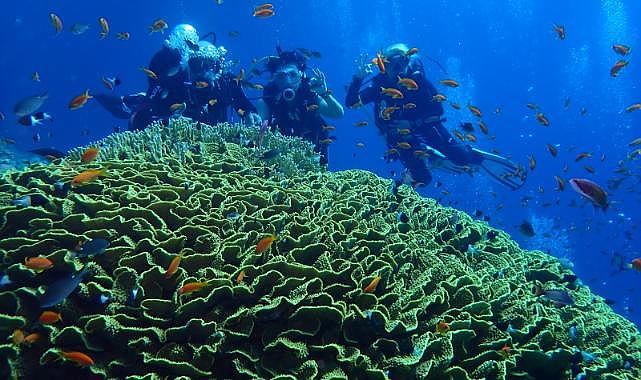 Foça Dalış Merkezi'nin yıldızlı dalgıçları mısır sularında