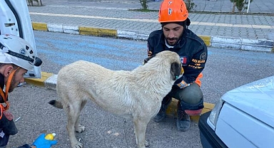 Buca Belediyesi veterinerleri deprem bölgesinde