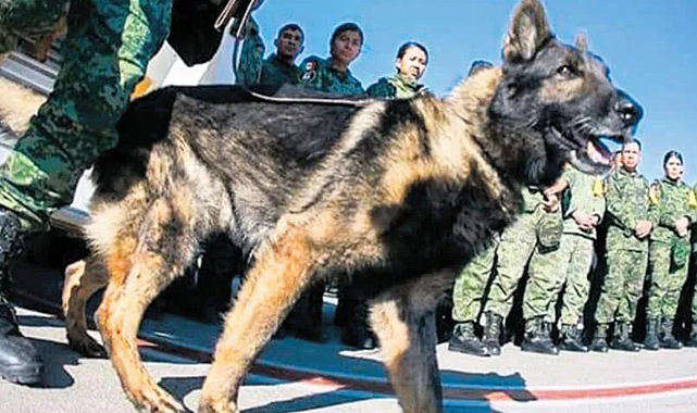 'Proteo' görevi başında öldü