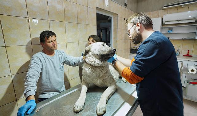 Depremzede köpek İzmir'de yaşayacak