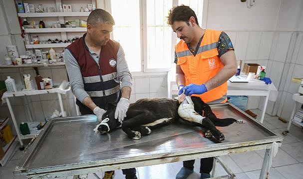 Hatay'da 10 Binden Fazla Hayvana "Şifa Eli" Değdi