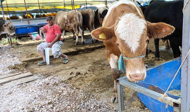 Buca Belediyesi’nde Kurban Bayramı mesaisi