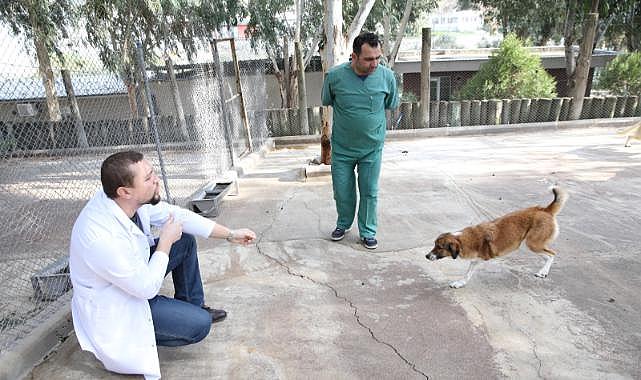 Karşıyaka'nın ampute köpekleri emin ellerde
