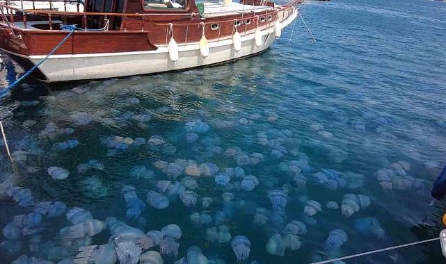 İzmir'in gözde ilçesinde mavi denizanası tehlikesi!