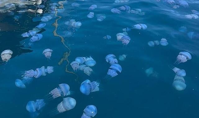 Denizanası istilası büyüyor! Foça'dan sonra şimdi de Çeşme'de, peki zehirliler mi?