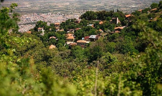 İzmir'de asırlık ağaçlarla çevrili yemyeşil bir köy: Kaplan Köyü'nde huzuru bulacaksınız