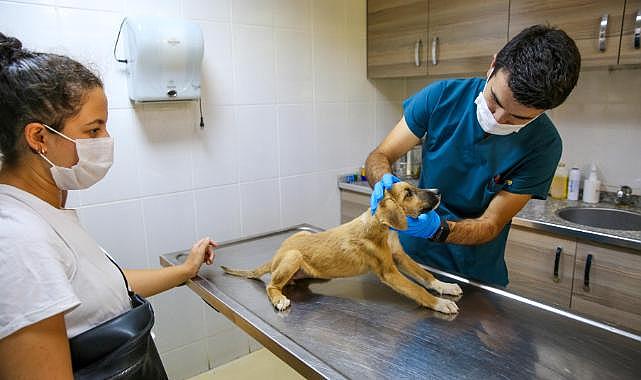 Buca'da can dostları için seferberlik başlatıldı