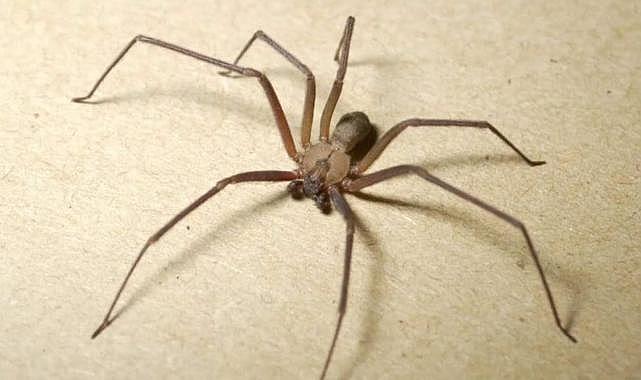 Doktorlar şok oldu: Kulağından canlı örümcek çıktı!