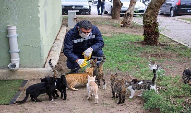 Karşıyaka'da can dostlar sahipsiz kalmadı!