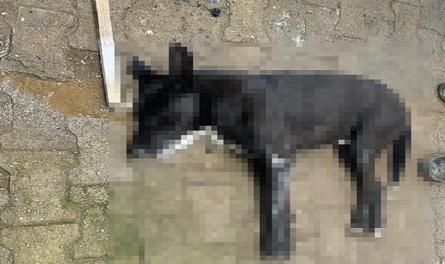 Bodrum'da kahreden olay: 4 köpek 2 kediyi zehirleyerek katlettiler