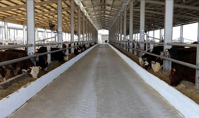 İzmir'de şap korkusu: Hayvan pazarları geçici olarak kapatıldı