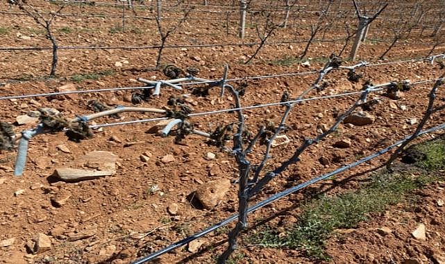 Manisa'nın Alaşehir ilçesinde 10 bin dekar üzüm bağına don olayı zarar verdi