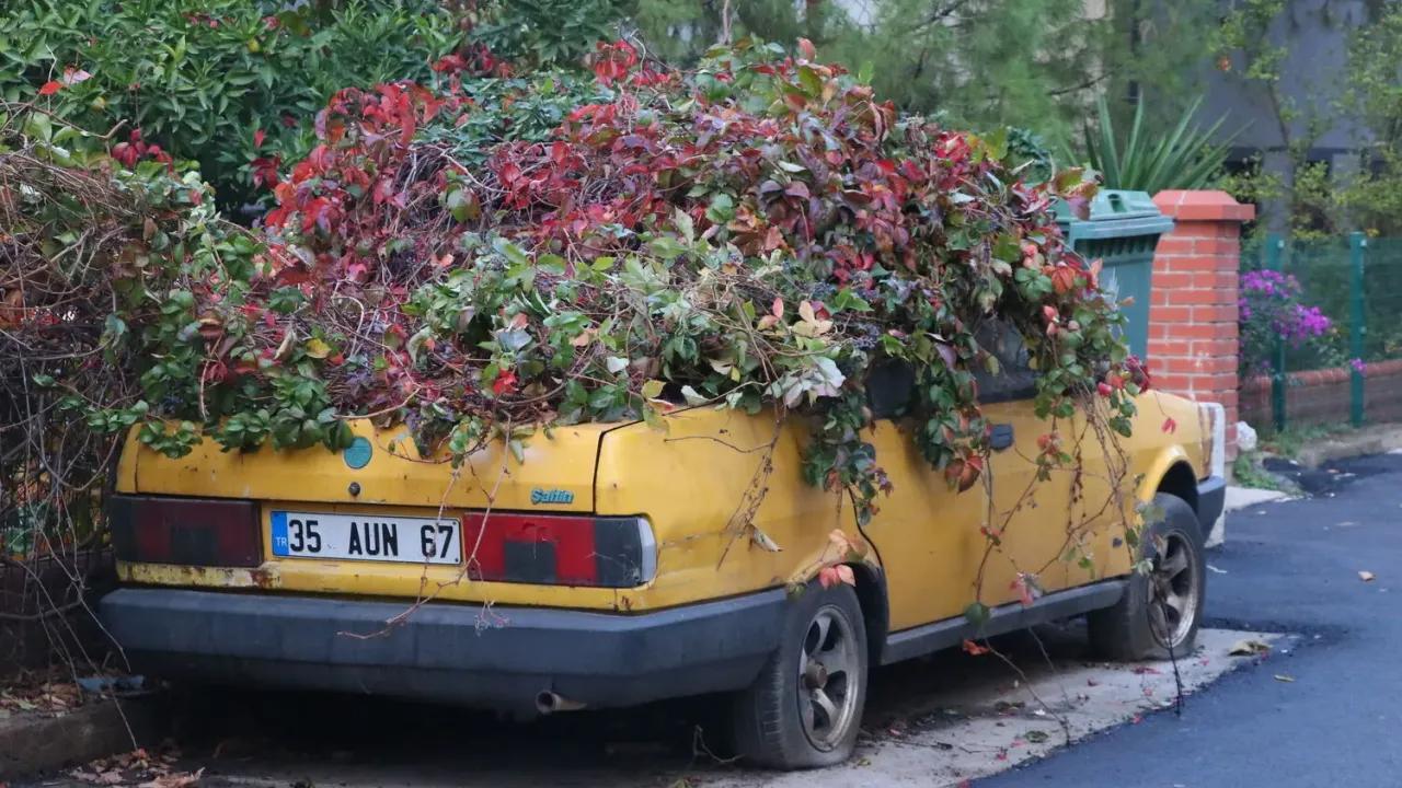 İzmir'de 8 yıldır park halindeki otomobili sarmaşıklar sardı