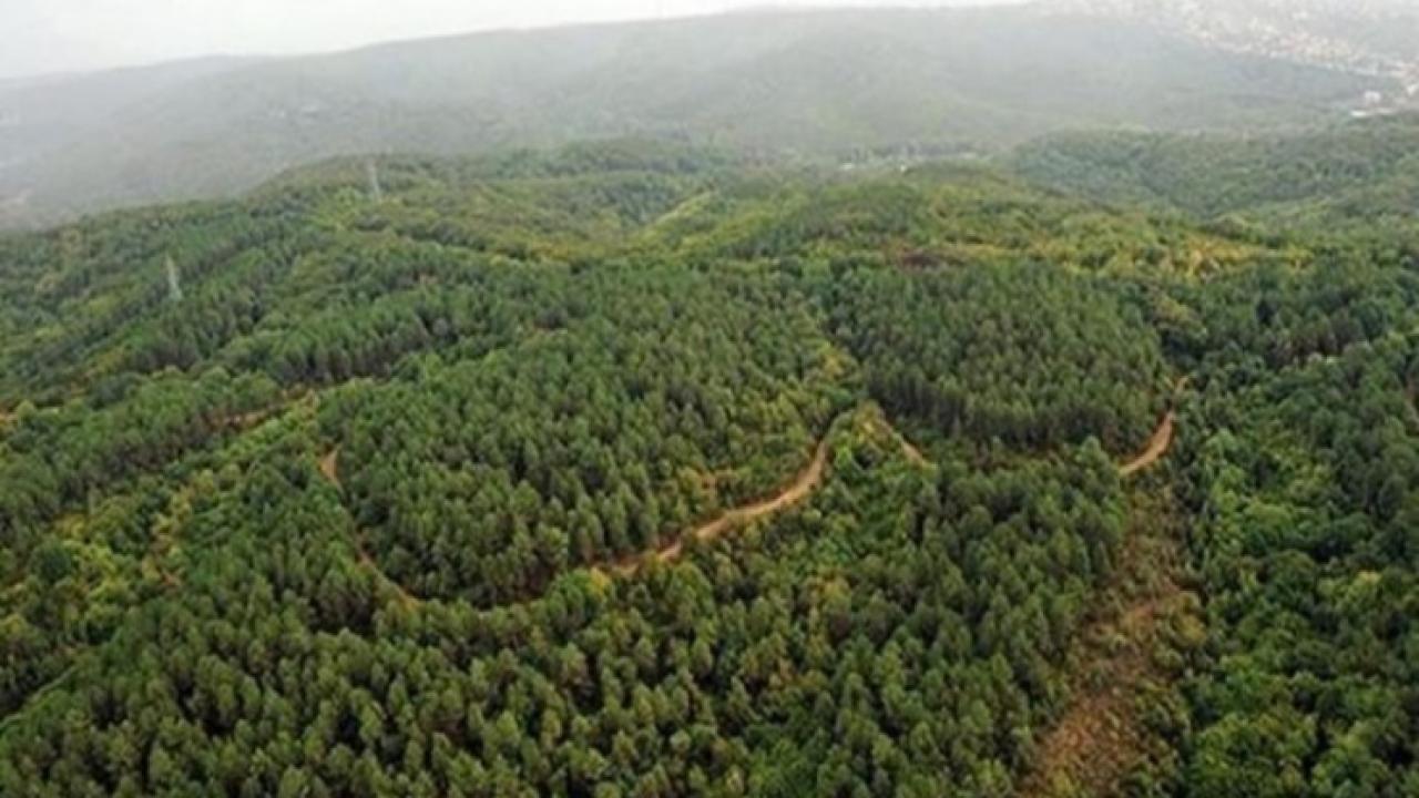 İzmir Kemalpaşa’daki Alan Orman Sınırları Dışına Çıkarıldı