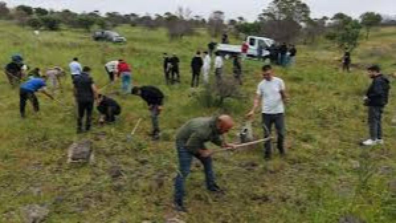 Aliağa’da yangınların yarası bin fıstık çamıyla sarıldı