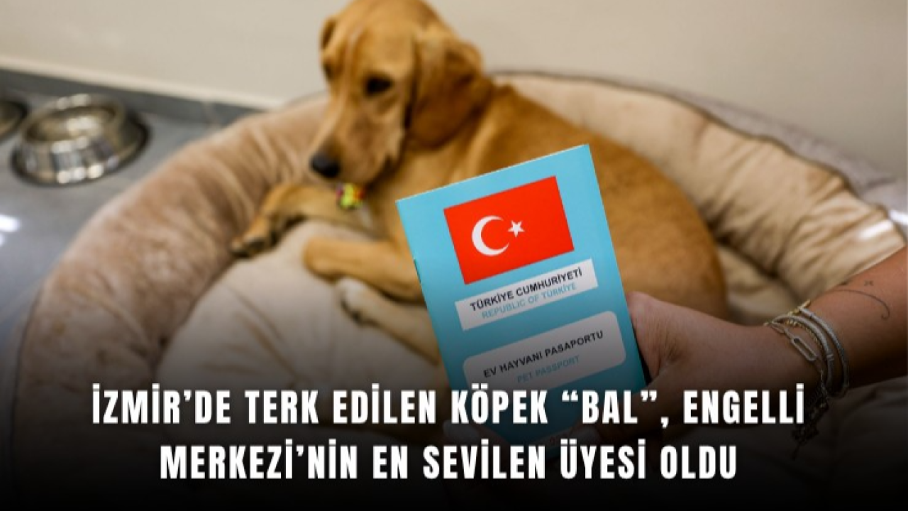 İzmir’de terk edilen köpek Bal, engelli merkezi’nin en sevilen üyesi oldu