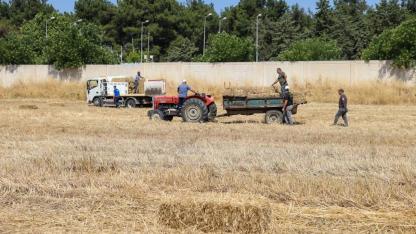 Buca'da Hayvancılığa Büyük Destek! Üreticiye Nefes Aldıracak Hamle