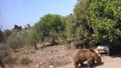 İzmir’de Ayı Paniği Büyüyor: Yeni Görüntüler Özdere’den