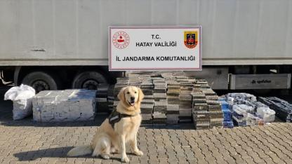 Kırıkhan'da tırda 30 bin paket kaçak sigara ele geçirildi