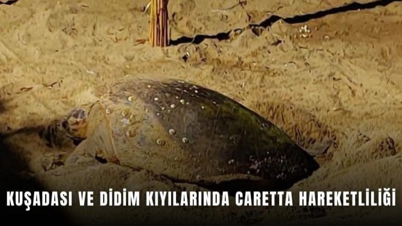 Kuşadası ve Didim Sahillerinde Caretta Heyecanı
