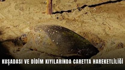 Kuşadası ve Didim Sahillerinde Caretta Heyecanı