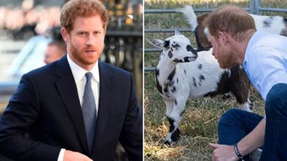 Prens Harry'ye beklenmedik darbe! Yanındakiler hemen espriyi patlattı