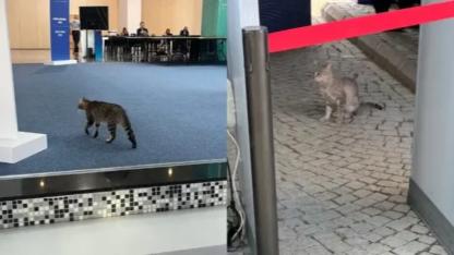 Sıkı Güvenlik Önlemlerine Rağmen Kediler NATO Zirvesine Damga Vurdu