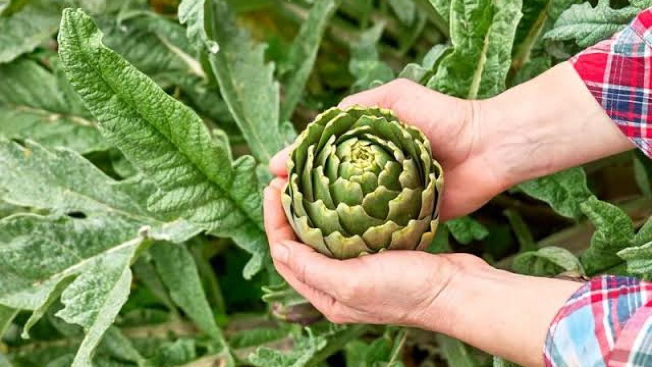 Türkiye'nin Enginar Başkenti Değişti! Bursa İlk Sıraya Yükseldi